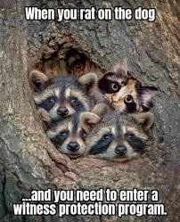 Fitting In Meme Google Search Funny Animals Happy Dogs Dogs