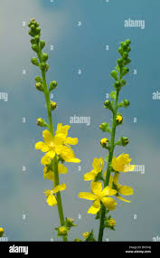 Image result for Agrimonia