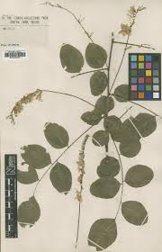 Image result for Indigofera adenoides