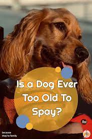 Is It Too Late To Spay My Dog When Is Too Old Our Pet S Health