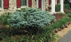 Colorado blue spruce trees look great in yards along the front range providing shade and privacy. Plants To Build A Bed Around Finegardening