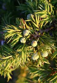 Image result for Aster milanjianus