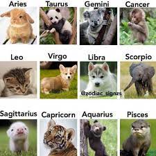 Zodiac Pictures Zodiac Signs Animals Zodiac Signs Funny Baby Animals
