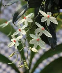 Image result for Aerangis ugandensis