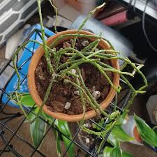 Image result for Cynanchum obtusifolium