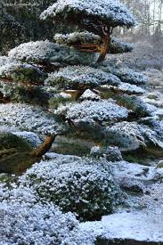 Winter 2018 19 Im Zenkloster Liebenau Winter Gartenbonsai Und Winter Karikomi Auch Im Winter Verliert Ein Japanisch Gestalt Japanischer Garten Zengarten Garten