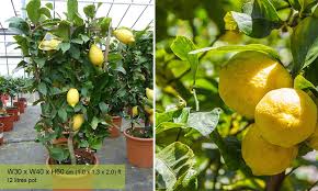 Find all of your fruit tree needs at urban tree farm nursery in santa rosa, ca. Citrus Limonum Lemon Trees Espalier Garden Plants Online
