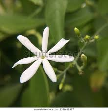 Image result for Jasminum fluminense