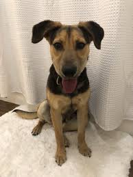 Maybe you would like to learn more about one of these? Halo Animal Rescue 66 Photos 110 Reviews Animal Shelters 3227 East Bell Rd Phoenix Az Phone Number Yelp