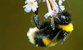 Hailee steinfeld, john cena, jorge lendeborg jr. Buff Tailed Bumblebee Voted Britain S Favourite Insect Insects The Guardian
