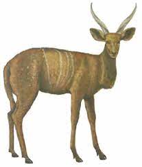 Design toscano corsican ram skull and horns wall sculpture faux taxidermy animal, 18 inch, polyresin, full color. Life Appearance Of The Spiral Horned Antelope Gazellospira Based On Download Scientific Diagram