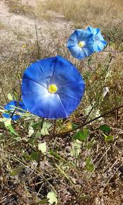 Image result for Ipomoea tricolor