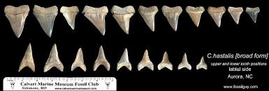 Facts And Information About Prehistoric Giant White Sharks Including Fossil Shark Tooth Identification Shark Tooth Fossil Shark Facts Shark Teeth