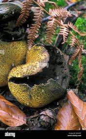 Image result for Scleroderma aurantium