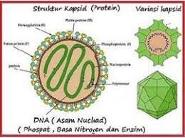 Virus yang menyerang tumbuhan pertama kali ditemukan oleh ilmuan berkebangsaan belanda pada abad 18. Virus Yang Menguntungkan Pengertian Nama Peran Dan Gambarnya