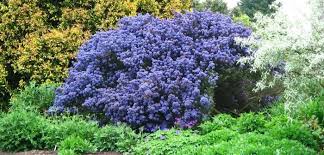 Le 10 piante grasse da esterno resistenti al freddo per un balcone sempre verde. Piante Perenni Da Giardino Resistenti Tutto L Anno Giardini Nel Mondo