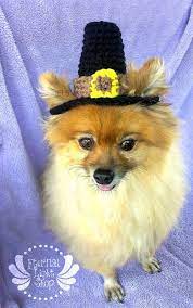 Pet Pilgrim Hat Xs S M By Eternallightshop On Etsy 12 00 Pet Crochet Pilgrim Thanksgiving Dog Cat Hat Be Dog Thanksgiving Dog Clothes Diy Pet Holiday