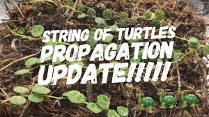 Check spelling or type a new query. String Of Turtles Propagation Update Peperomia Prostrata Cuttings In Sphagnum Moss Youtube