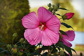 We supply bulk dried hibiscus flowers in whole or ground forms. 9 Edible Flowers With Healing Properties Flower Glossary