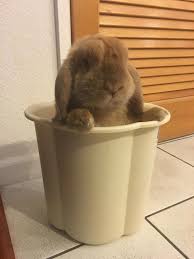 We Put Him In Our New Trash Can Http Ift Tt 2fvayoc Bunny Care Pet Rabbit Cute Animals