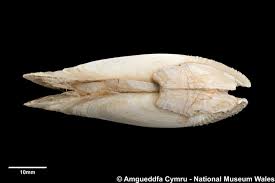 Image result for Daknopholis