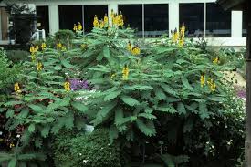 Image result for Senna didymobotrya