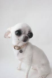 The Chihua Isabella 19 Cm Tall Needle Felted Dog In 2020 Really Cute Dogs Felt Dogs Teacup Chihuahua Puppies