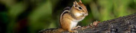 How to get rid of mice in the garage. Chipmunk Control Wire Mesh Twp Inc