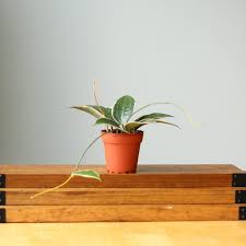 Image result for Carvalhoa macrophylla