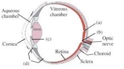 We will use tissues of the most common cell junctions of animal cells are the anchoring junctions. Test Questions