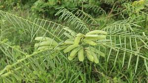 Image result for Aeschynomene glauca