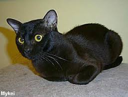 Bombay Cat Black American Shorthair Cat Pin On Slinky