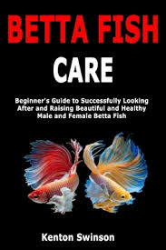 Frequently sold in individual containers, you might believe all betta fish have the same general appearance wait until characteristics begin to develop with age. Betta Fish Care Beginner S Guide To Successfully Looking After And Raising Beautiful And Healthy Male And Female Betta Fish By Kenton Swinson