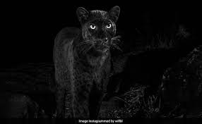 Black, or melanistic leopards are found mainly in southeast asia, india, sri lanka, nepal, bhutan and very rarely in africa. These Black Leopard Photos Are Awesome But Definitely Not First In 100 Years