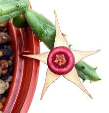 Image result for Huernia procumbens