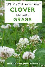 Plant Clover For The Bees Clover Lawn Plants Soil Improvement