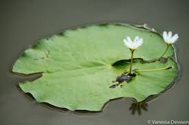 The giant water lily adapts to the environment by growing thorns on the bottom of the leaves to protect itself from fishes and other predator that might want to eat it. A Very Different Type Of Water Lily Focus On Photography Tours