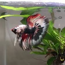 Pin By Iranete On Peixes De Aquario De Agua Doce In 2020 Tropical Fish Aquarium Betta Aquarium Betta Fish Types