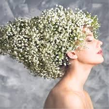 The latest gypsophila news