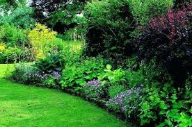 Flowers are held on tall, wiry stems atop an attractive clump of deciduous dark green foliage. Shade Garden Designs Zone 5 Easy Ideas For Shade Gardens Shade Garden Plans Zone 5 Shade Garden Design Shade Garden Shade Tolerant Plants