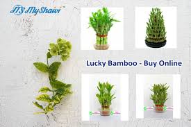 Get the best deals on cactis&succulents. Buy Wholesale Cactus And Succulents Plants Nursery Online India Bangalore Btm Lucky Bamboo Plants Buy Bamboo Plants Plant Nursery