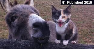 Maybe you would like to learn more about one of these? There S Something You Need To Know About Donkeys The New York Times