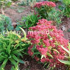 Image result for Crassula alba