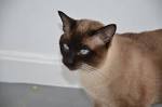 Siamese Cat VS Burmese Cat – 101