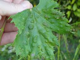 Image result for Colomerus vitis