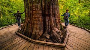 Rainier national park's most popular short hikes and explores a small island (the grove) in the middle of the ohanapecosh river replete with soaring douglas fir, cedar and hemlock trees, some of which are over 1000. Grove Of The Patriarchs A Mt Rainier National Park Adventure Youtube