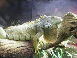 Green Iguana Care Iguana Teeth Does Baby Green Iguanas Have Them Repin If You Got Value Http Www Petnatics Com Iguana T Green Iguana Iguana Melbourne Zoo