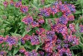 Check out our lungwort seeds selection for the very best in unique or custom, handmade pieces from our gardening & plants shops. Pulmonaria Raspberry Splash Lungwort