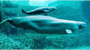 The kids favorite part of the vancouver aquarium was the animal rescue station and kids' play. Beluga Whale Deaths In Vancouver Prompt Call To End Captivity Bbc News