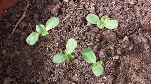Check spelling or type a new query. Sunflower Which Sunflower Seedlings Should I Thin